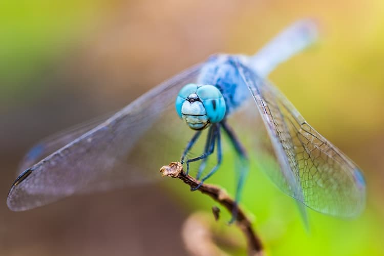 Fun Facts about Dragonflies