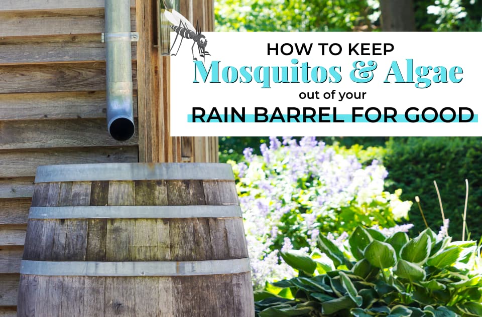 Getting and Keeping Mosquitos and Algae out of your rain barrel